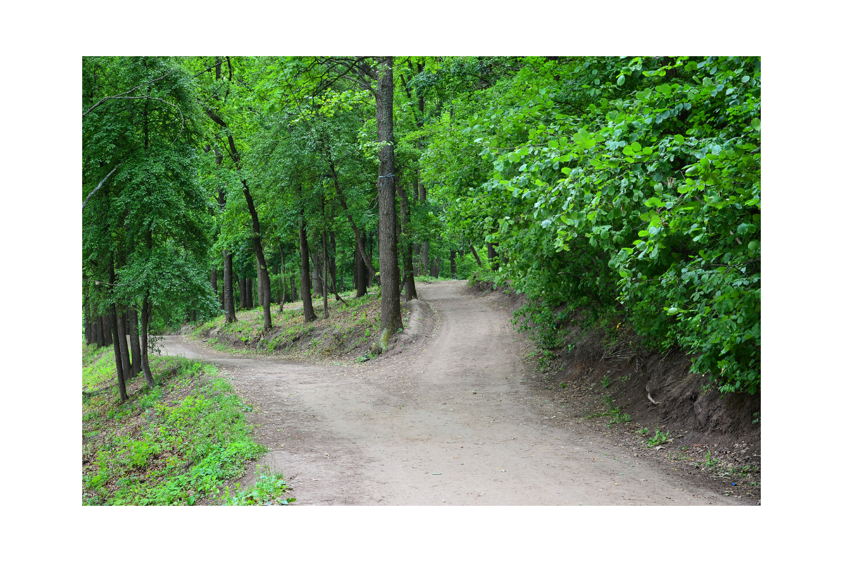 Ruhiger Waldweg mit Weggabelung in grüner Natur als Symbol für Selbstfürsorge, mentale Balance und bewusste Entscheidungen im Alltag.